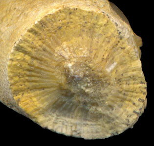 Tabulipora maculosa Nikiforova, 1938