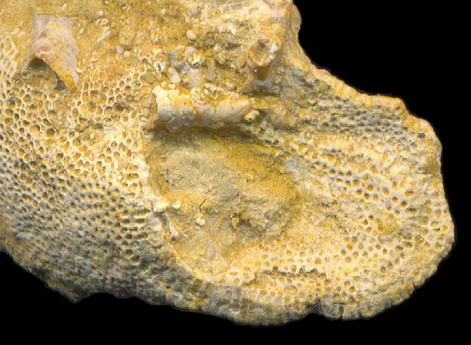 Tabulipora maculosa Nikiforova, 1938