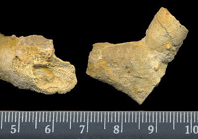 Tabulipora maculosa Nikiforova, 1938