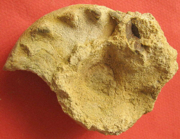 Mosquoceras tschernyschewi