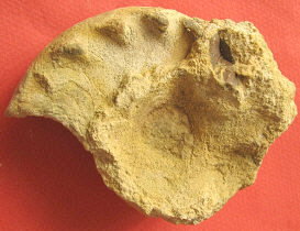 Mosquoceras tschernyschewi (Tzwetaev, 1888)