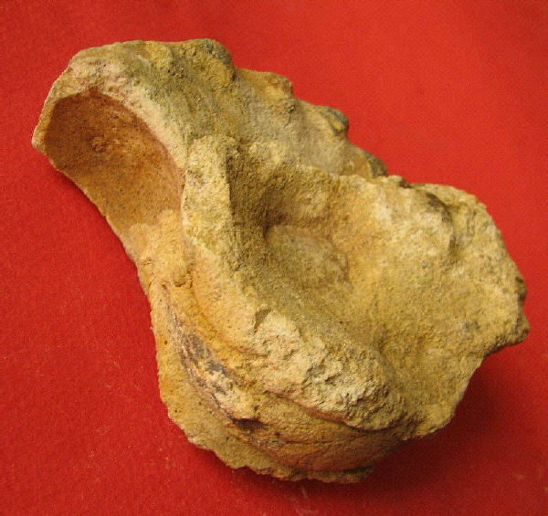 Mosquoceras tschernyschewi (Tzwetaev, 1888)