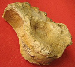 Mosquoceras tschernyschewi(Tzwetaev, 1888)