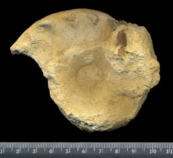 Mosquoceras tschernyschewi (Tzwetaev, 1888)