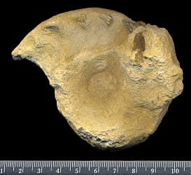 Mosquoceras tschernyschewi (Tzwetaev, 1888)