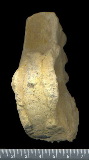 Mosquoceras tschernyschewi (Tzwetaev, 1888)