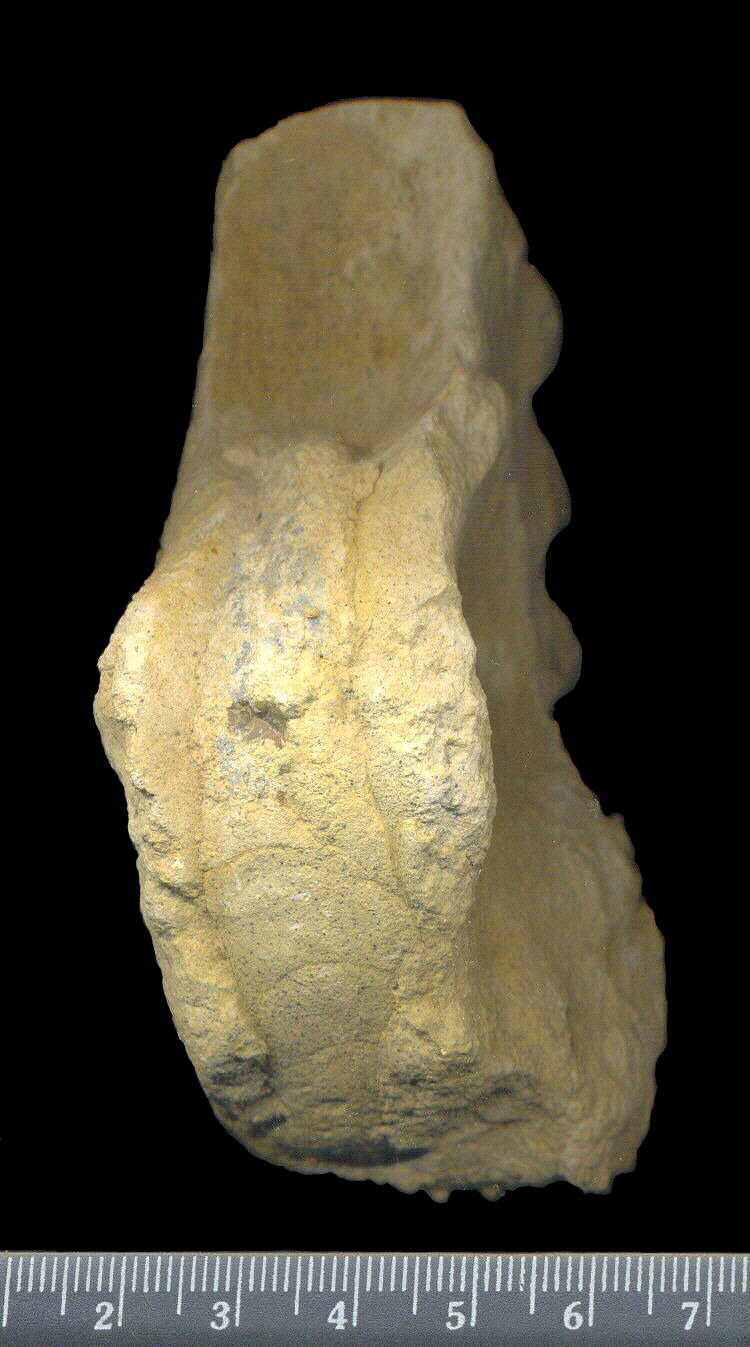 Mosquoceras tschernyschewi (Tzwetaev, 1888)