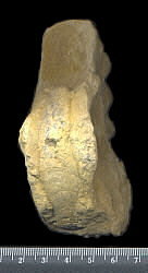 Mosquoceras tschernyschewi (Tzwetaev, 1888)