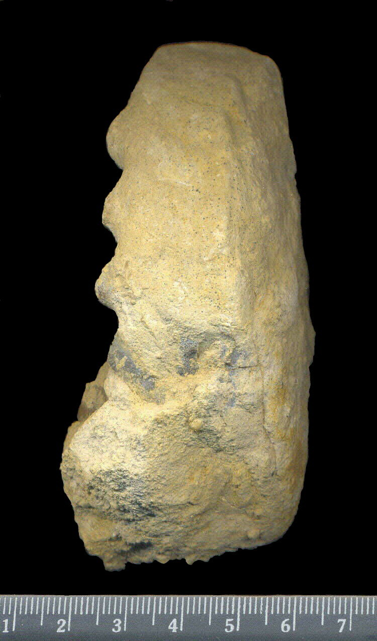 Mosquoceras tschernyschewi (Tzwetaev, 1888)