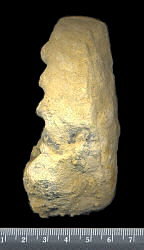 Mosquoceras tschernyschewi (Tzwetaev, 1888)