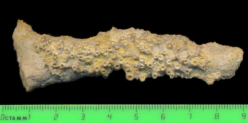 Aulopora macrostoma (Fischer)