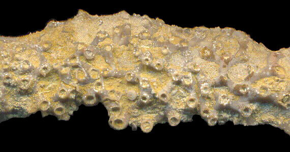 Aulopora macrostoma (Fischer)