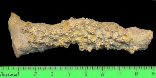 Aulopora macrostoma (Fischer)