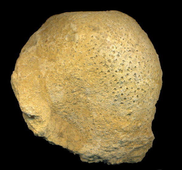 Pemmatites macroporus Dunikowski, 1884