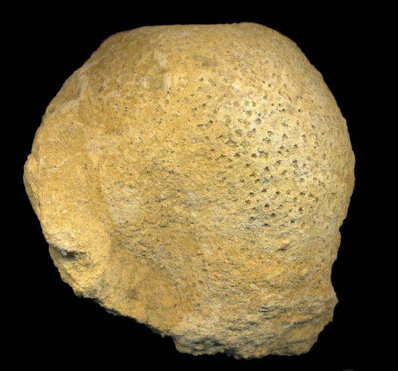 Pemmatites macroporus Dunikowski, 1884
