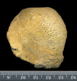 Pemmatites macroporus Dunikowski, 1884