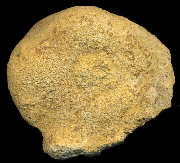 Pemmatites macroporus Dunikowski, 1884