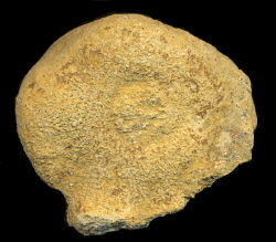 Pemmatites macroporus Dunikowski, 1884