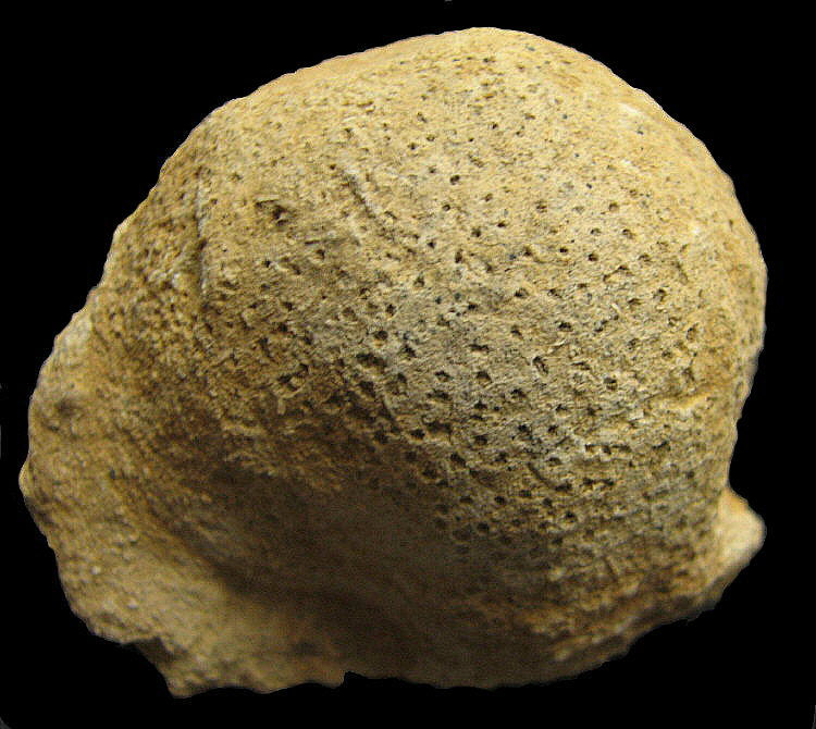 Pemmatites macroporus Dunikowski, 1884