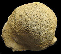 Pemmatites macroporus Dunikowski, 1884