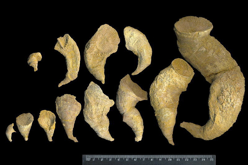 Gshelia rouilleri Stuckenberg, 1888