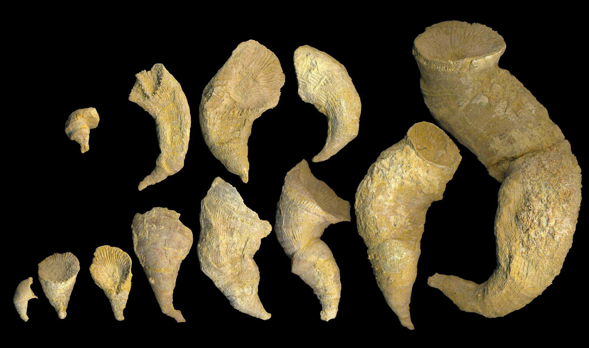 Gshelia rouilleri Stuckenberg, 1888