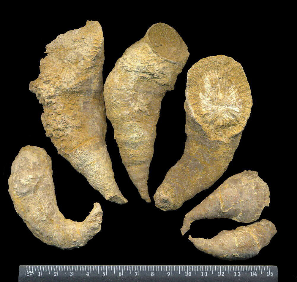 Gshelia rouilleri Stuckenberg, 1888