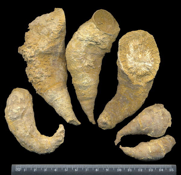 Gshelia rouilleri Stuckenberg, 1888