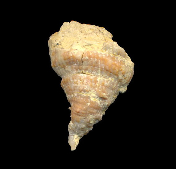 Pseudobradyphyllum serpens Dobrolubova, 1940