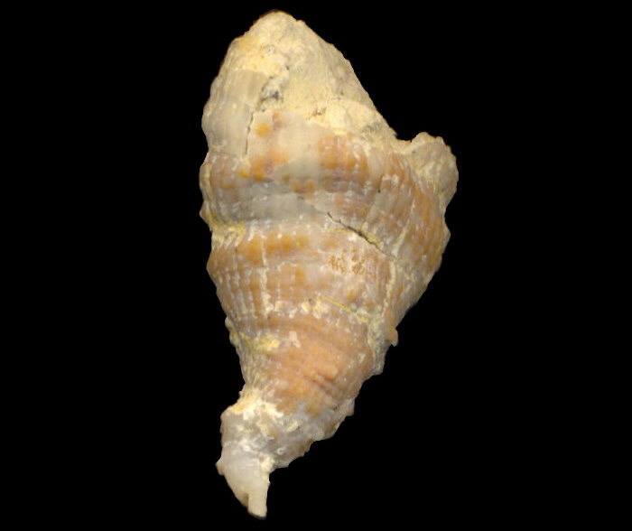 Pseudobradyphyllum serpens Dobrolubova, 1940