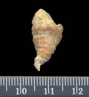 Pseudobradyphyllum serpens Dobrolubova, 1940