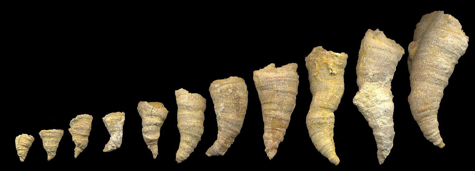 Pseudobradyphyllum nikitini Dobrolubova, 1940