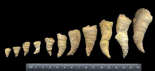 Pseudobradyphyllum nikitini Dobrolubova, 1940