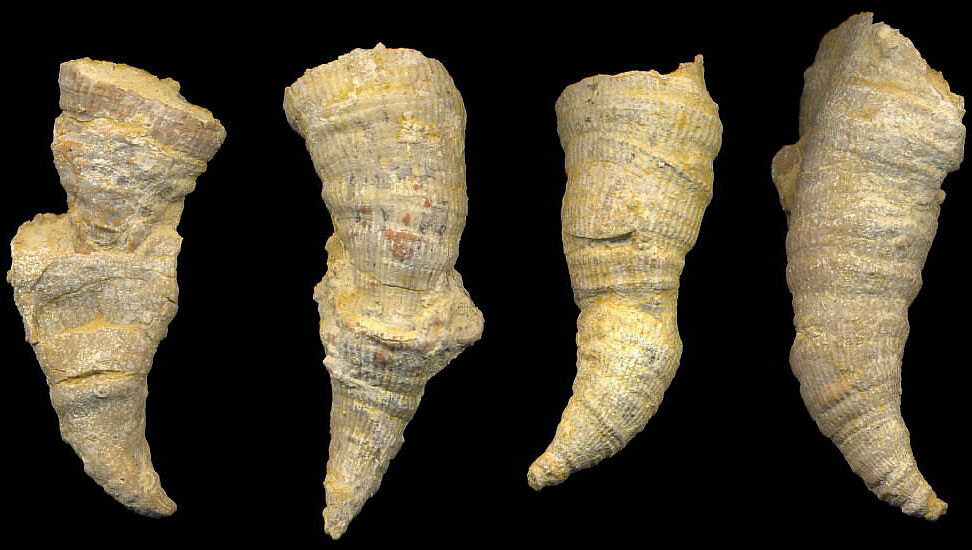 Pseudobradyphyllum nikitini Dobrolubova, 1940