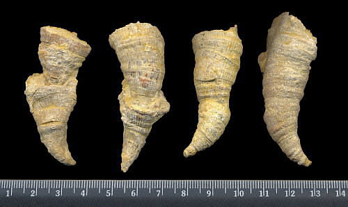 Pseudobradyphyllum nikitini Dobrolubova, 1940