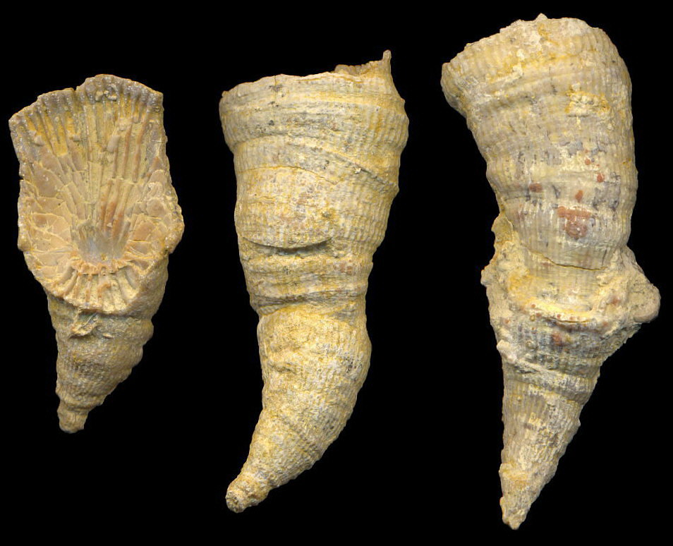 Pseudobradyphyllum nikitini Dobrolubova, 1940