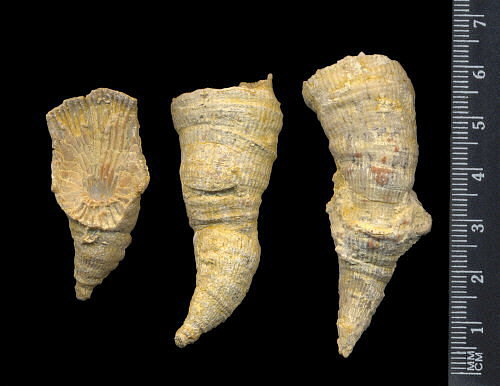 Pseudobradyphyllum nikitini Dobrolubova, 1940