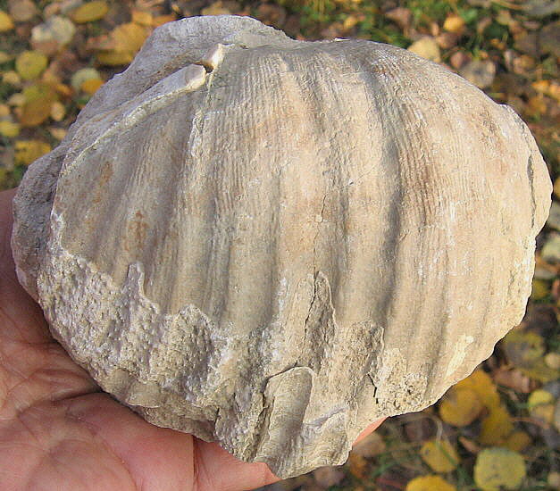 Gigantoproductus sinuatus Sarytcheva