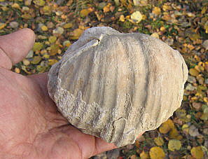 Gigantoproductus sinuatus Sarytcheva