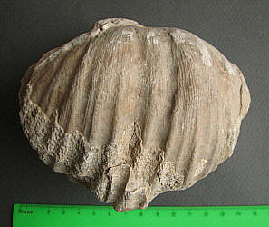 Gigantoproductus sinuatus Sarytcheva