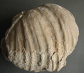 Gigantoproductus sinuatus Sarytcheva