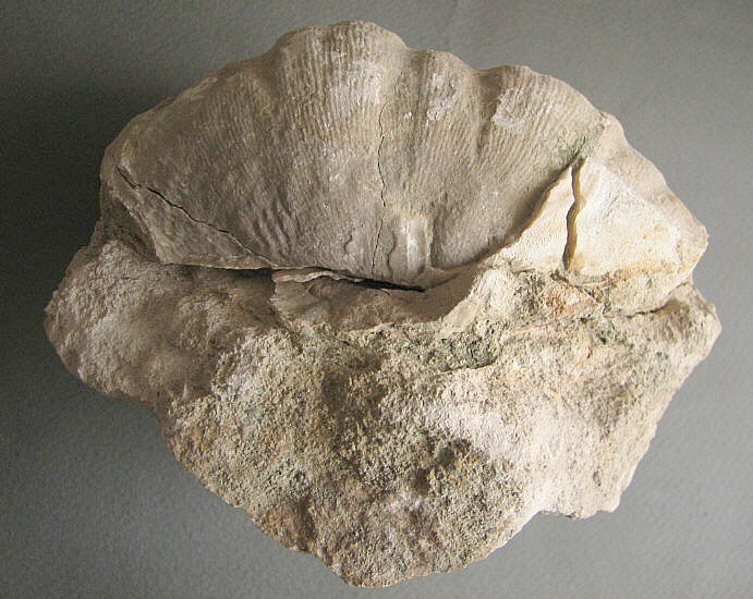 Gigantoproductus sinuatus Sarytcheva