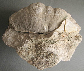 Gigantoproductus sinuatus Sarytcheva