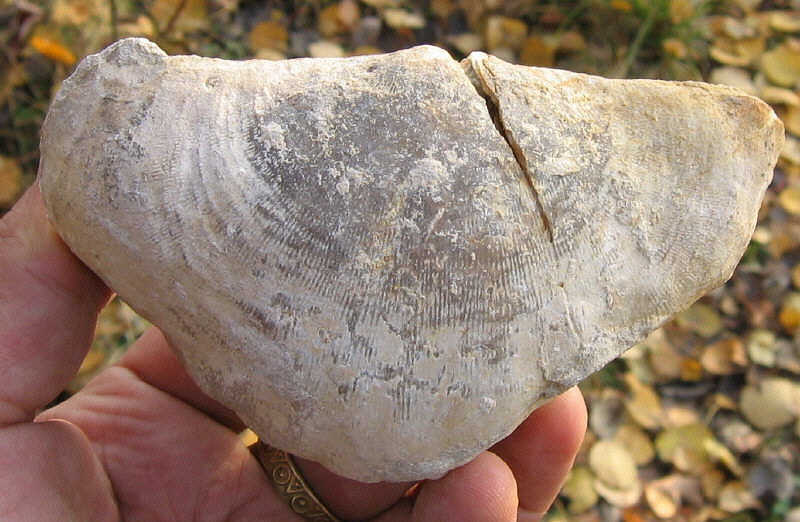 Gigantoproductus striato-sulcatus (Sarytcheva)