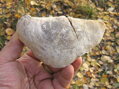 Gigantoproductus striato-sulcatus (Sarytcheva)