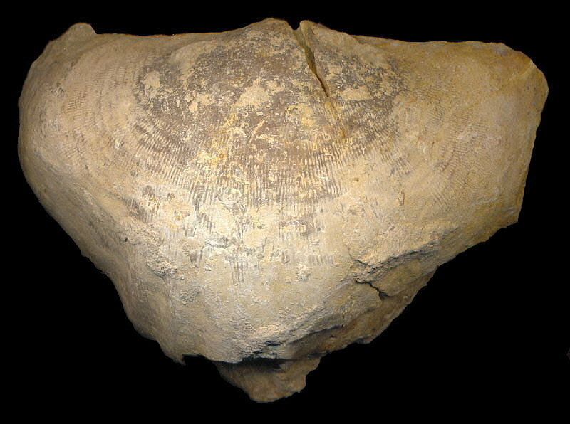 Gigantoproductus striato-sulcatus (Sarytcheva)