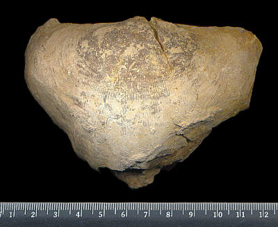 Gigantoproductus striato-sulcatus (Sarytcheva)