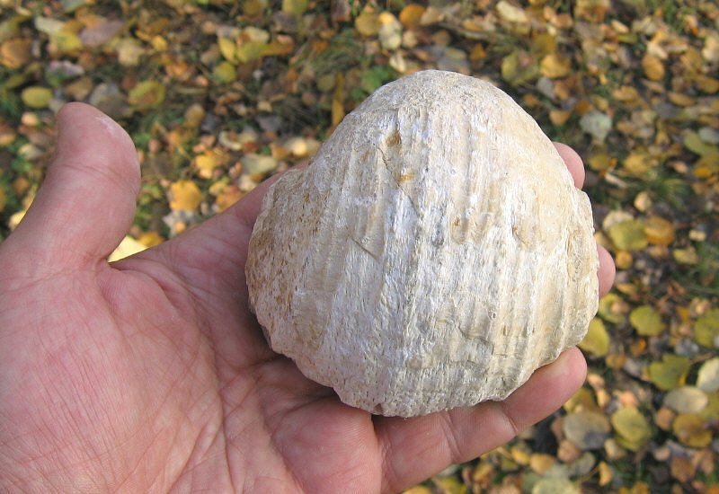 Gigantoproductus elongatus Sarytcheva