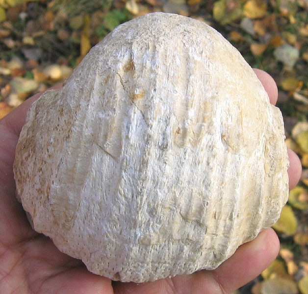 Gigantoproductus elongatus Sarytcheva