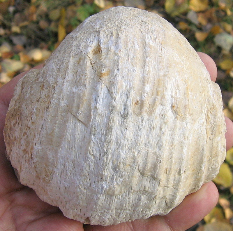 Gigantoproductus elongatus Sarytcheva